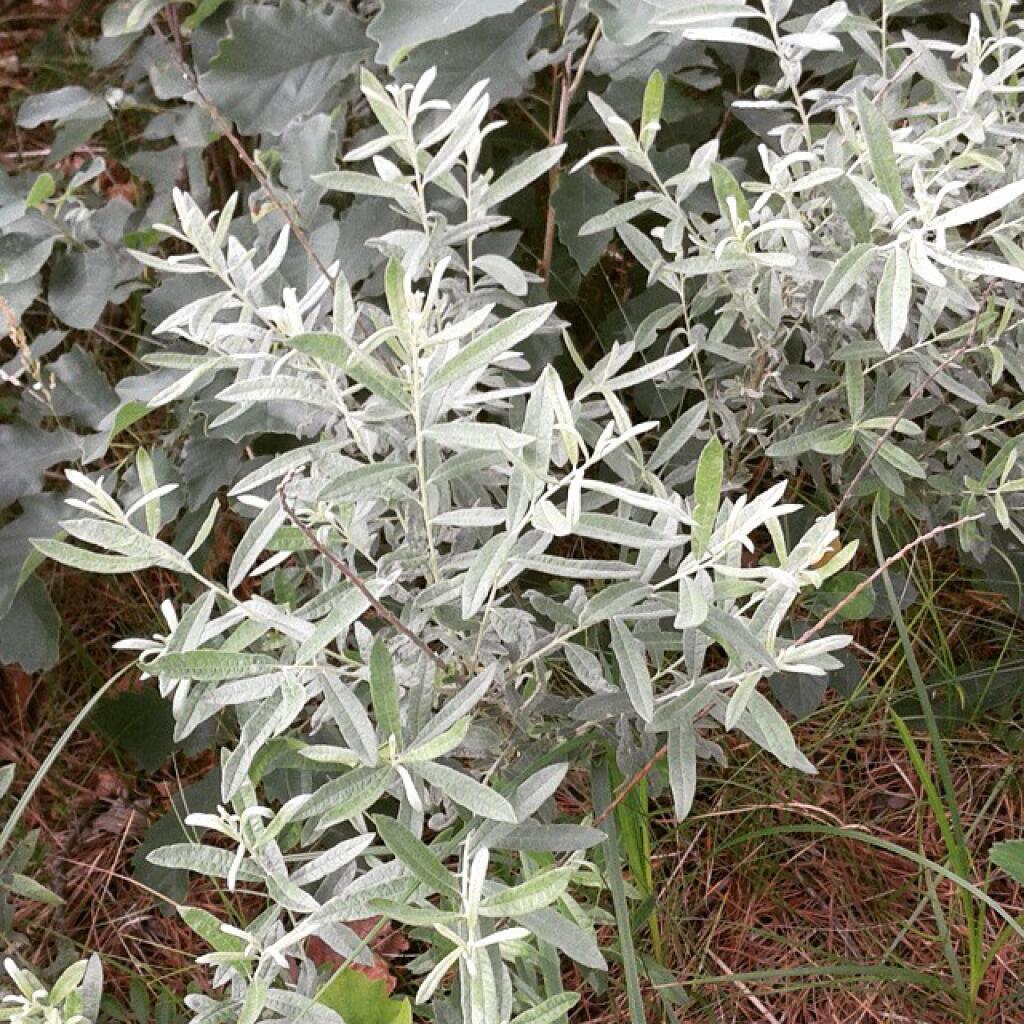 Photo: Dune willow Photo: Dune willow