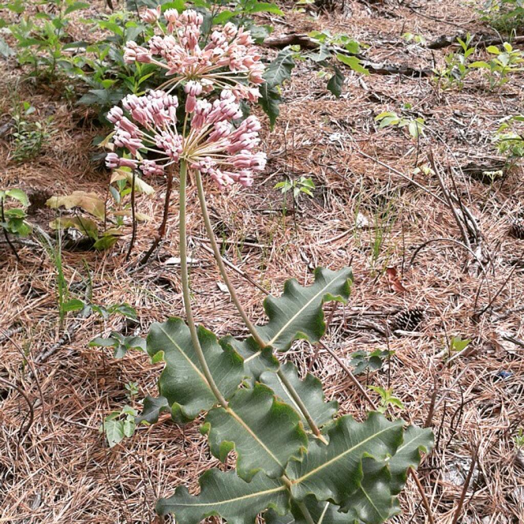 Photo: Sand milkweed Photo: Sand milkweed