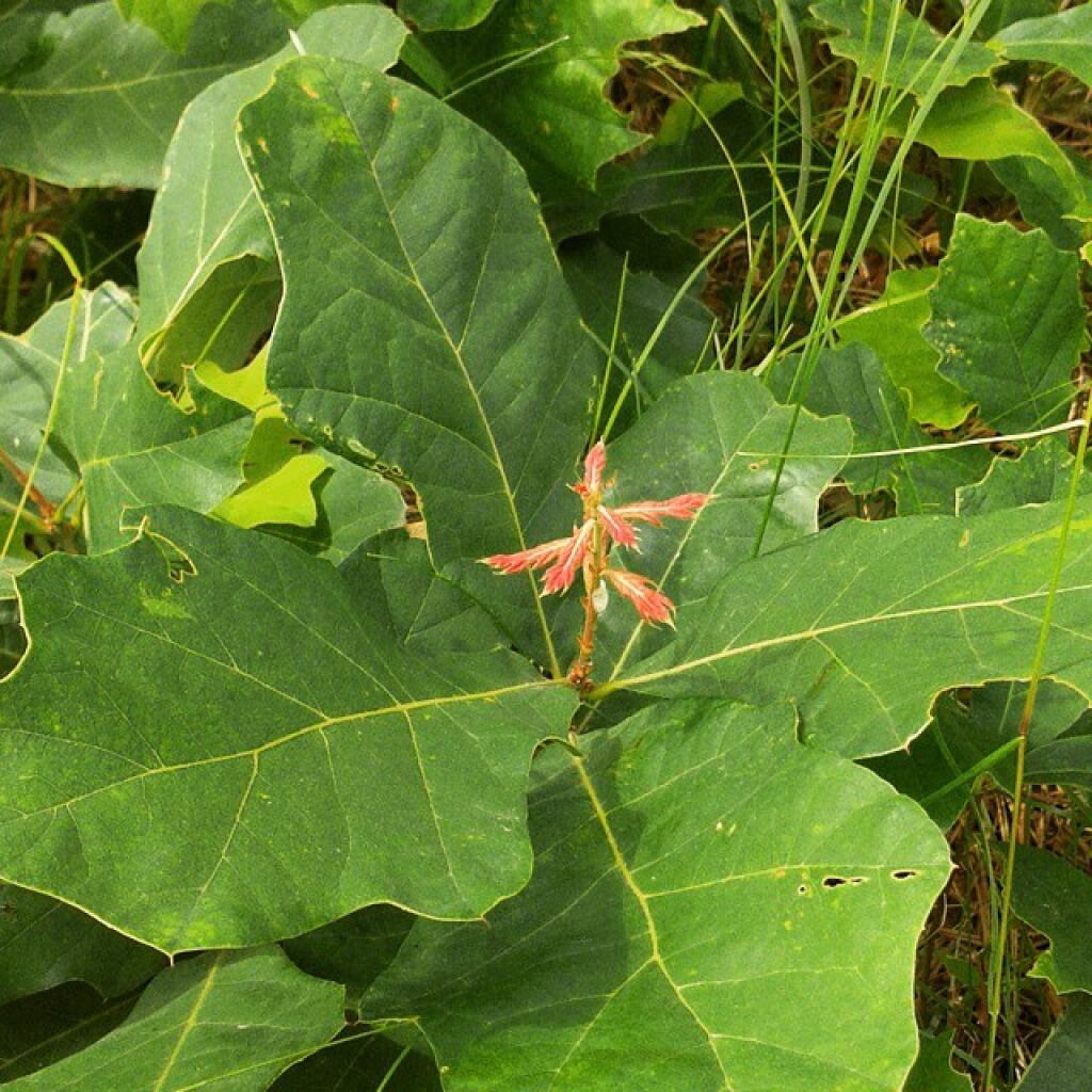 Photo: Scrub oak sprouting