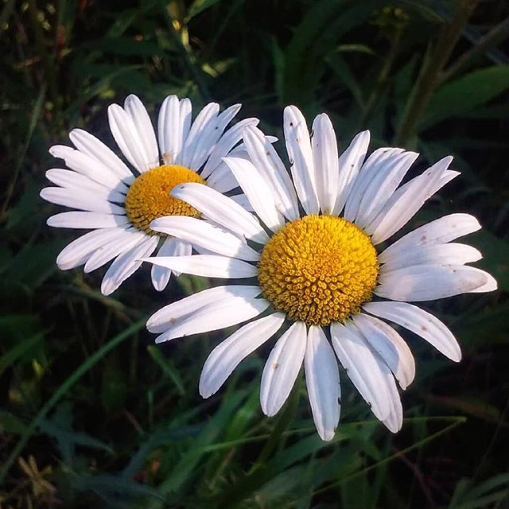 Photo: Daisy