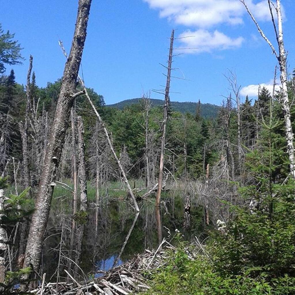 Photo: Beaver Swamp
