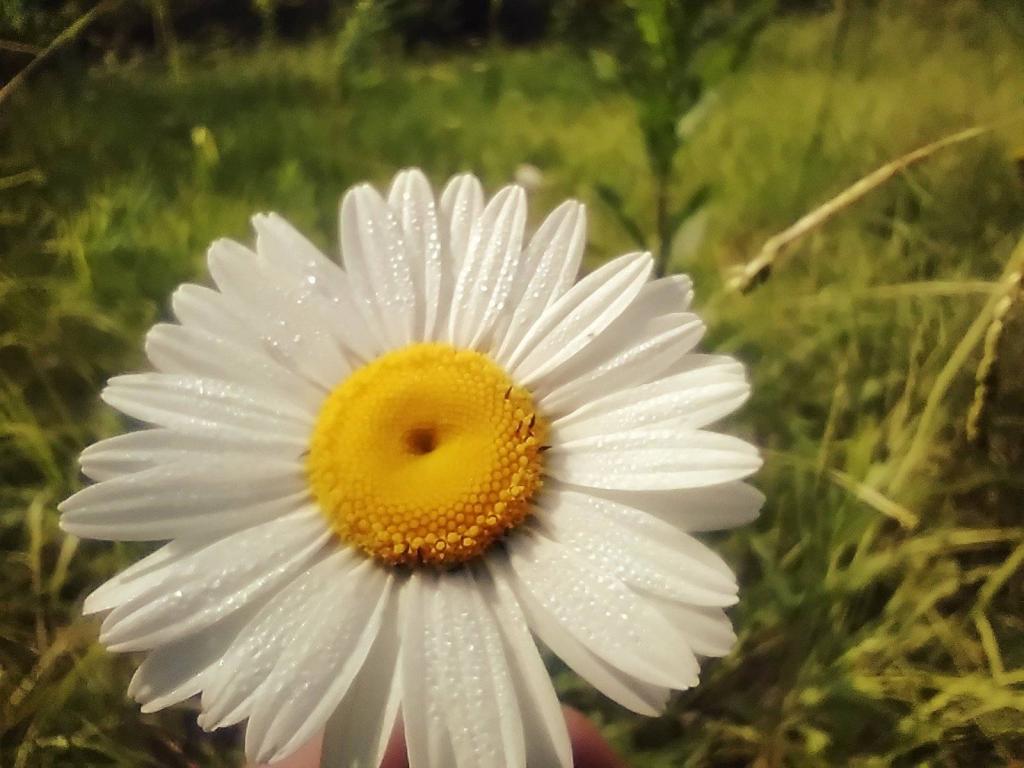 Photo: Daisy Photo: Daisy
