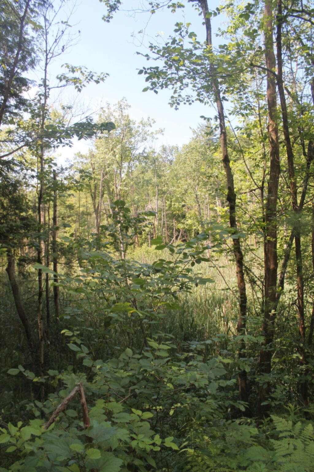 Photo: Wetlands Along Oswego Road Photo: Wetlands Along Oswego Road