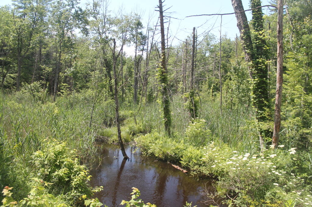 Photo: Small Creek Winding Through Rome Sand Plains