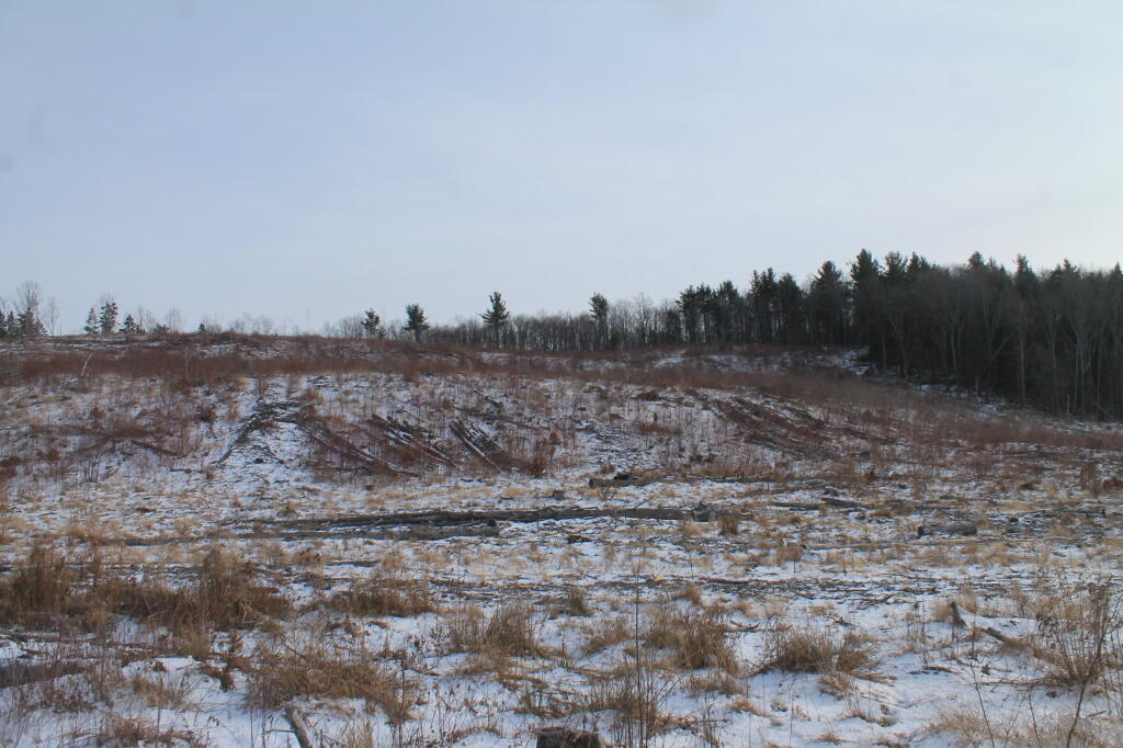 Photo: Clear Cut from Below