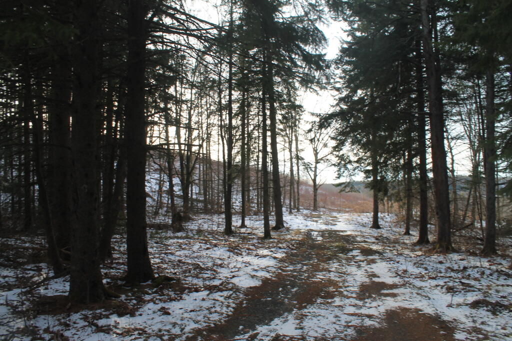 Photo: Back Out to Clearcut Photo: Back Out to Clearcut