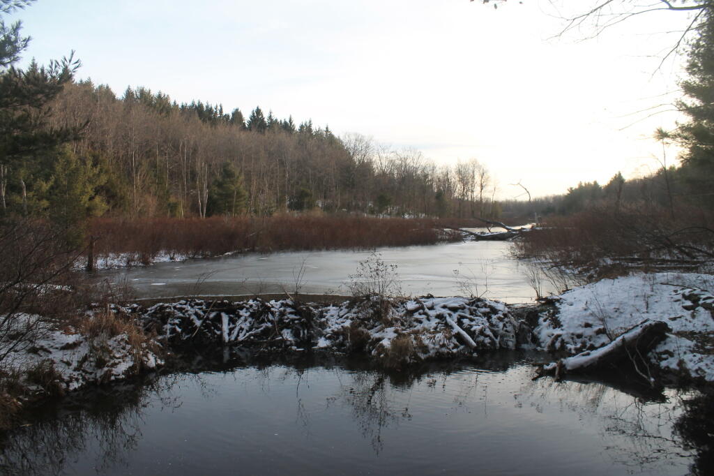 Photo: Beaver Dam