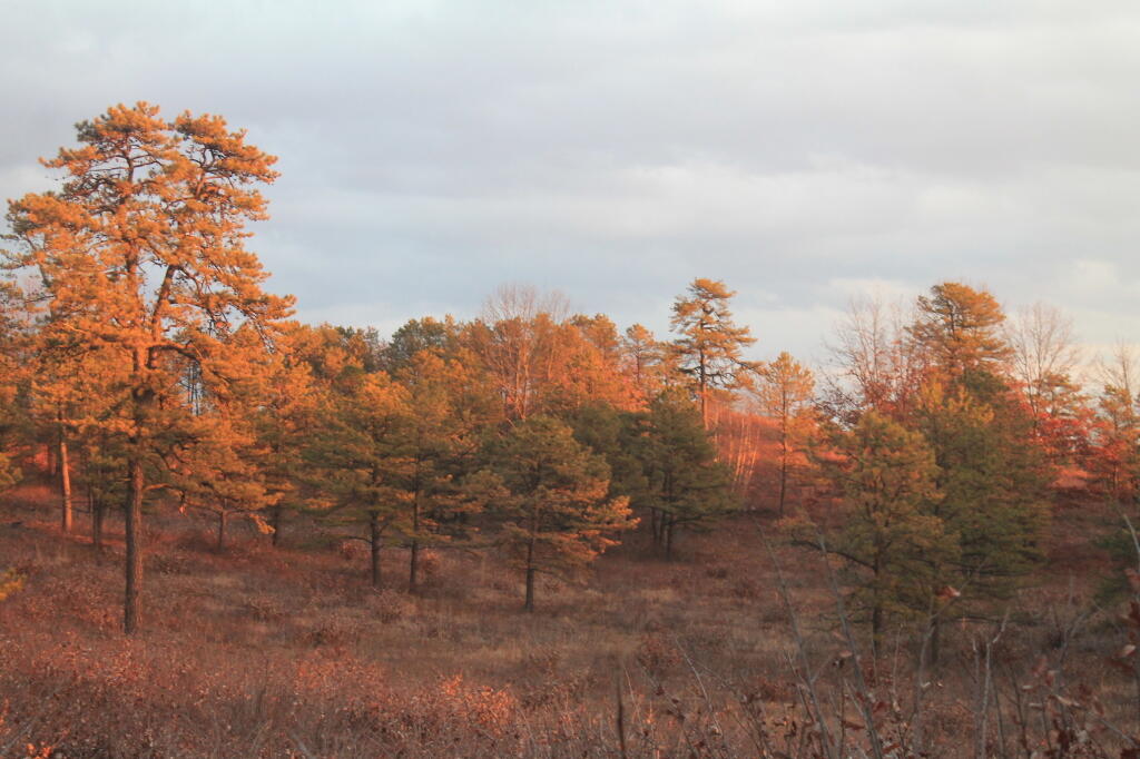 Photo: Evening Sun Near Overlook Dune Photo: Evening Sun Near Overlook Dune