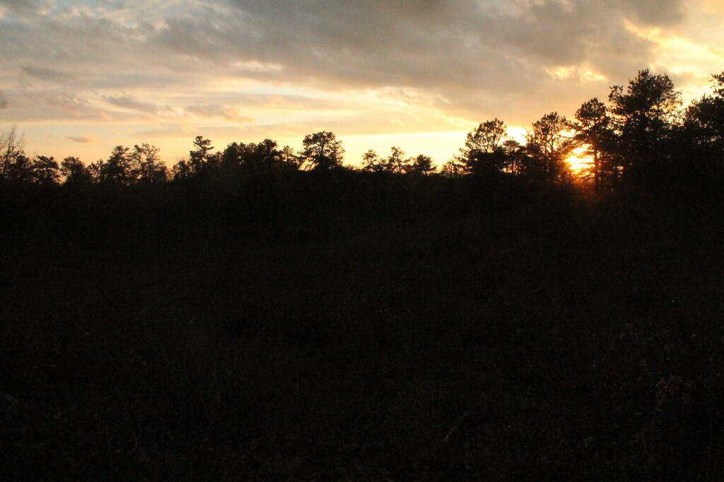 Photo: Sun Hiding Behind the Trees Photo: Sun Hiding Behind the Trees