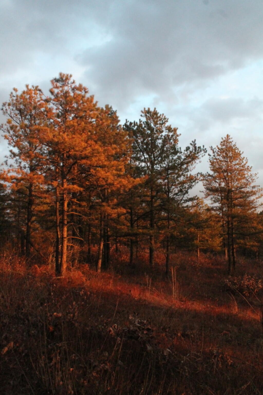 Photo: Backlit Trees