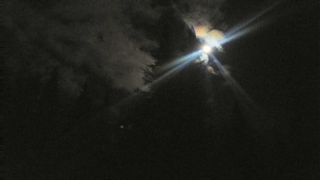 Photo: Lots of moonlight over the old growth Spruce Photo: Lots of moonlight over the old growth Spruce
