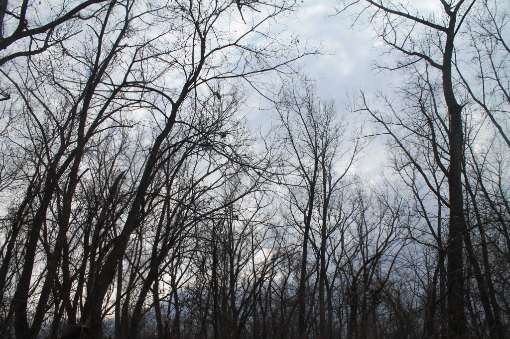 Photo: Scraggly Trees Above