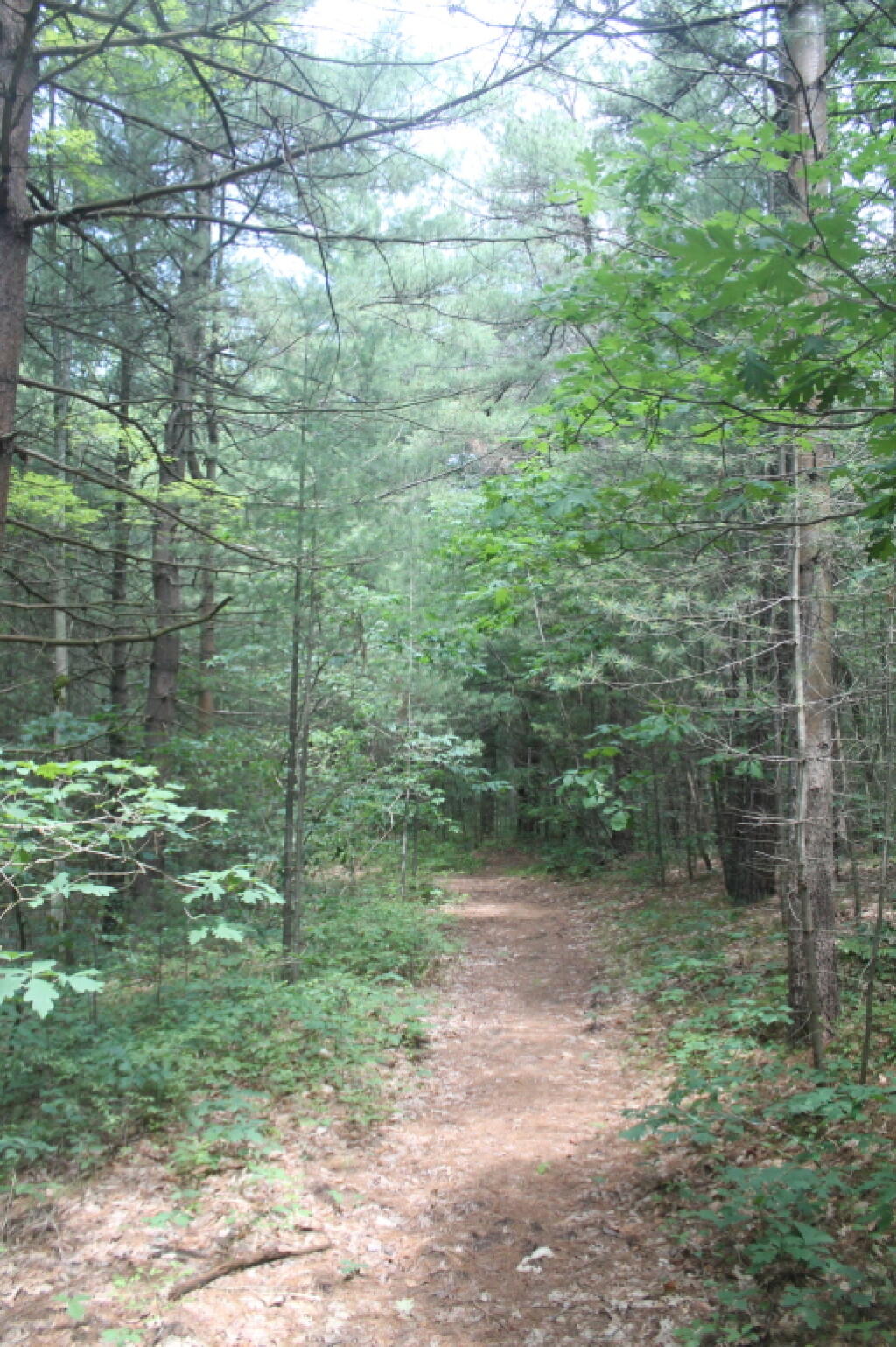 Photo: Few Pitch Pines, Mostly White Pines Along Red Trail Photo: Few Pitch Pines, Mostly White Pines Along Red Trail