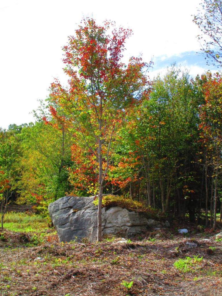 Photo: Rock in the clear cut