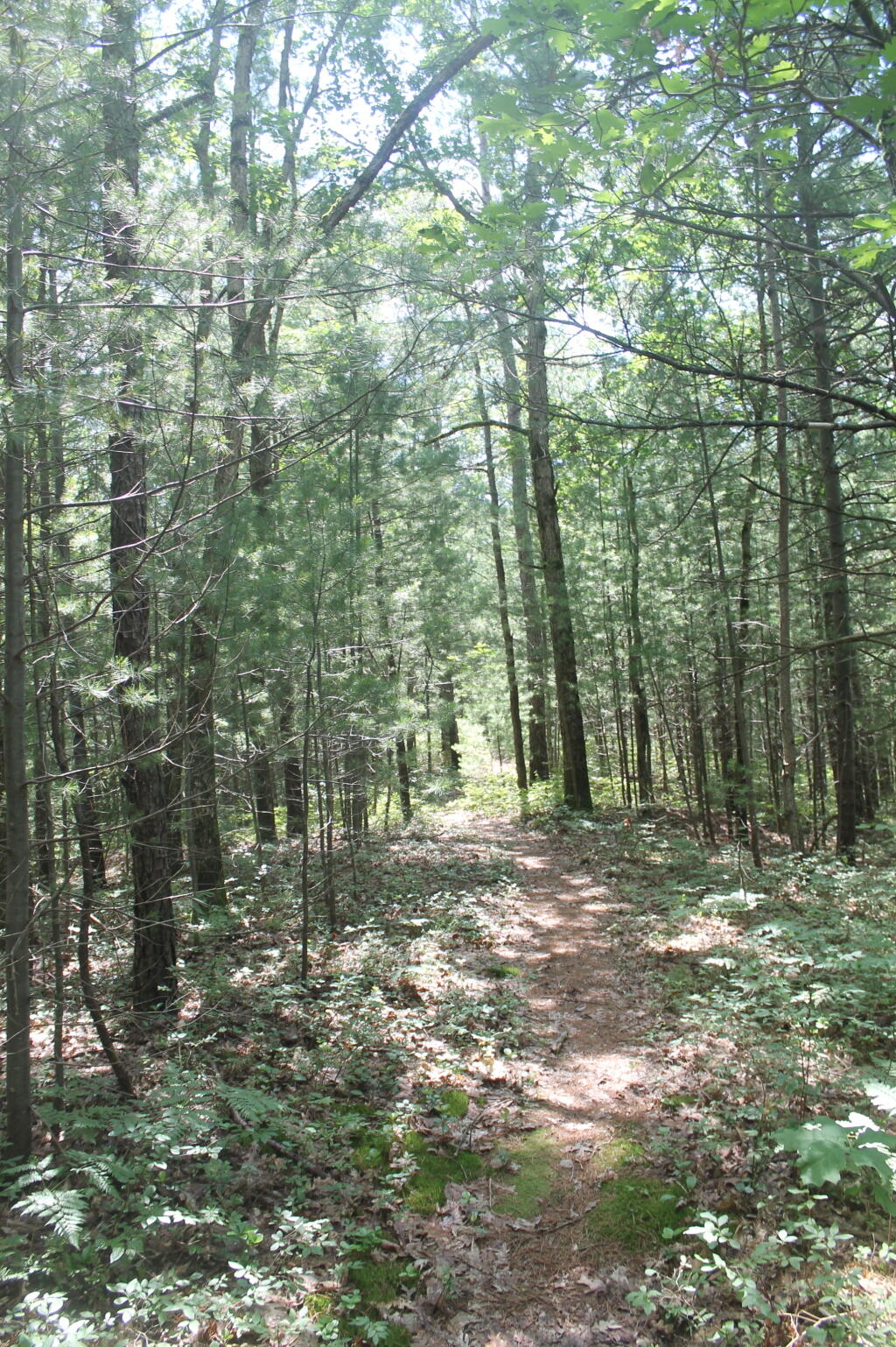 Photo: Exploring the Overgrown Rome Sands Plains