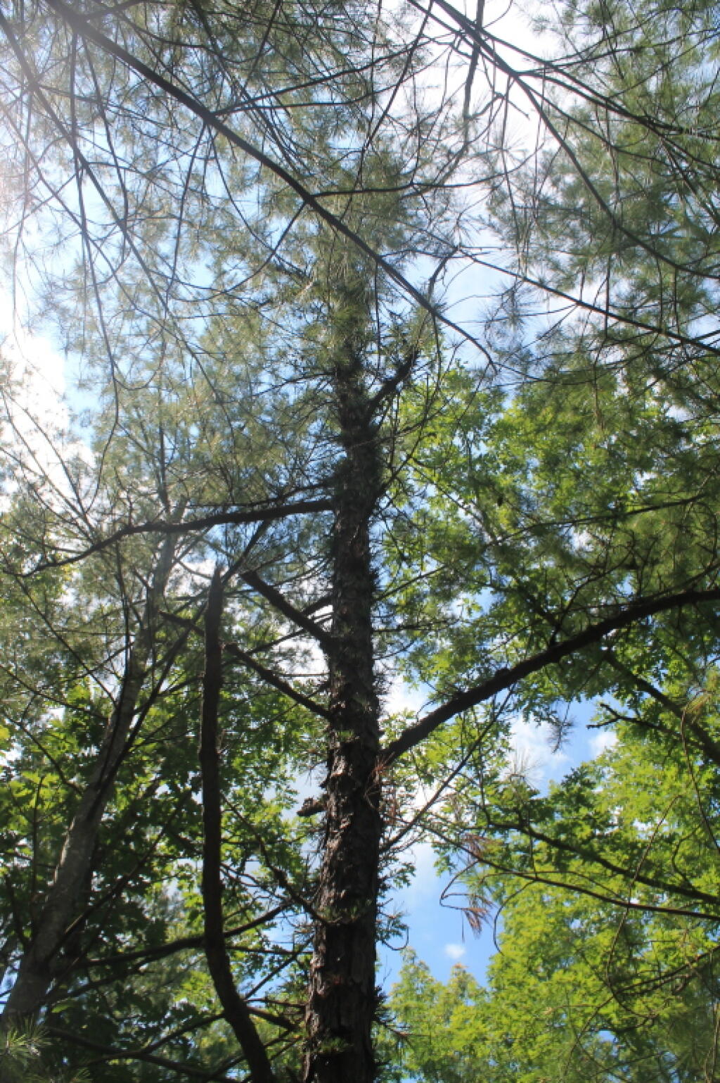 Photo: Photo.2013.06.30 13.03.44