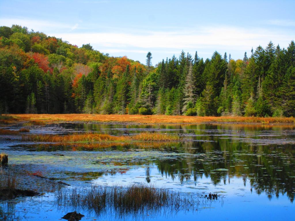 Photo: Beaver Pond Photo: Beaver Pond
