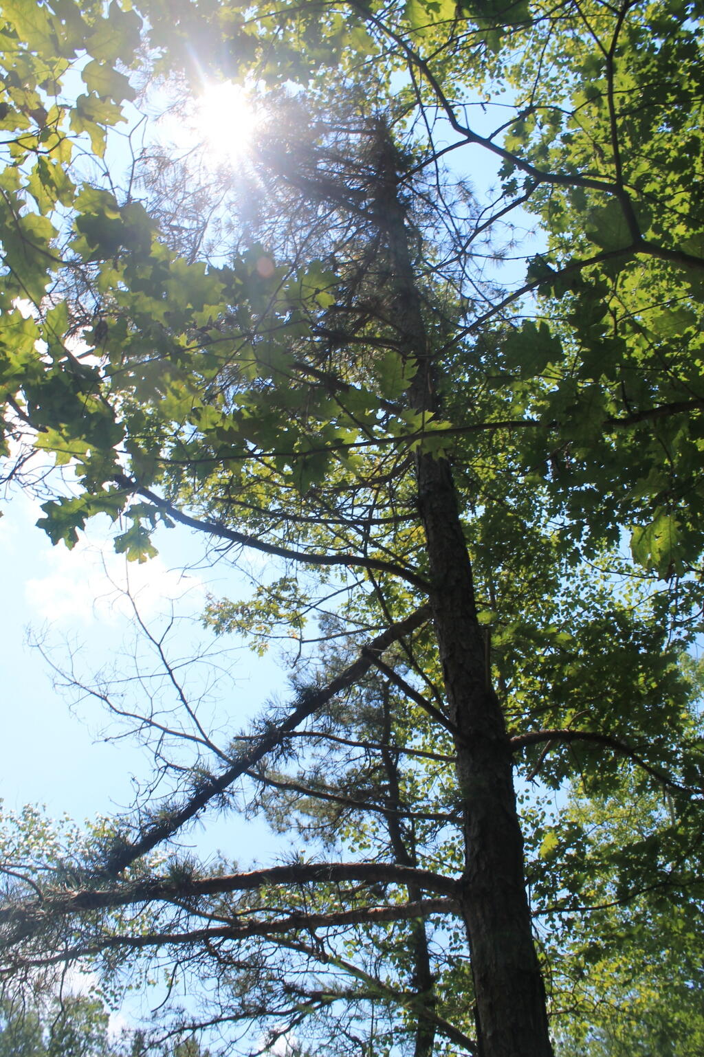 Photo: Old Scraggly Pitch Pine Along Former Sand Mine