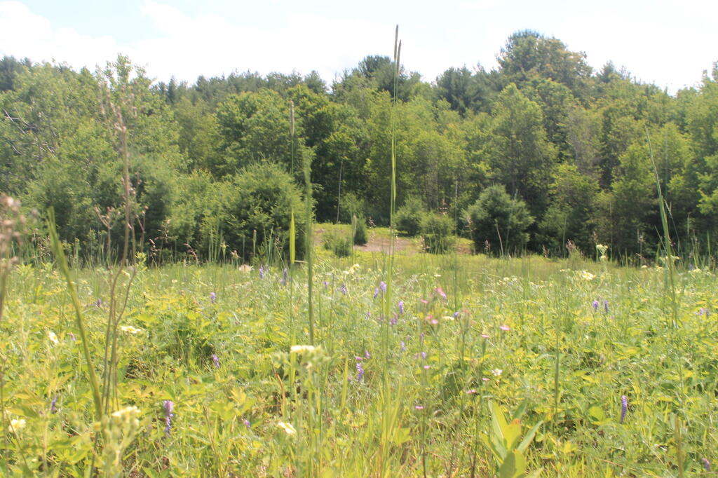 Photo: Lupine 3