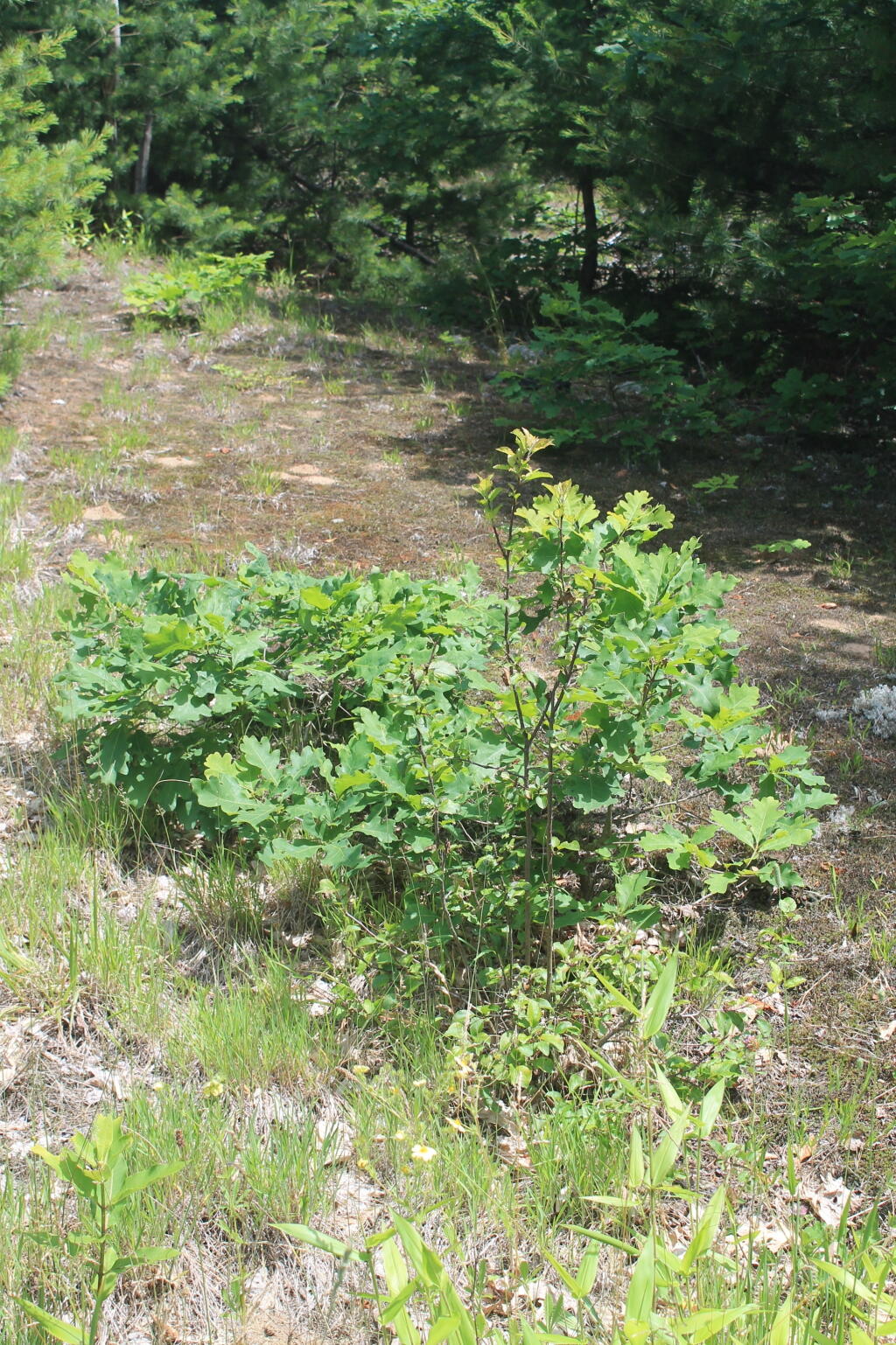 Photo: Scrub Oak Photo: Scrub Oak