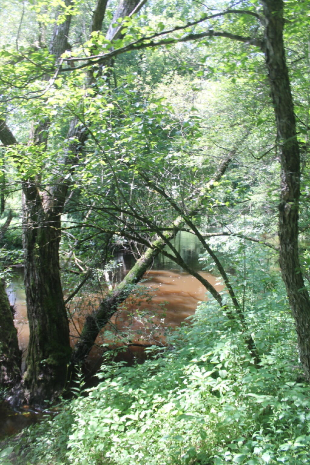 Photo: Wood Creek 2 Photo: Wood Creek 2