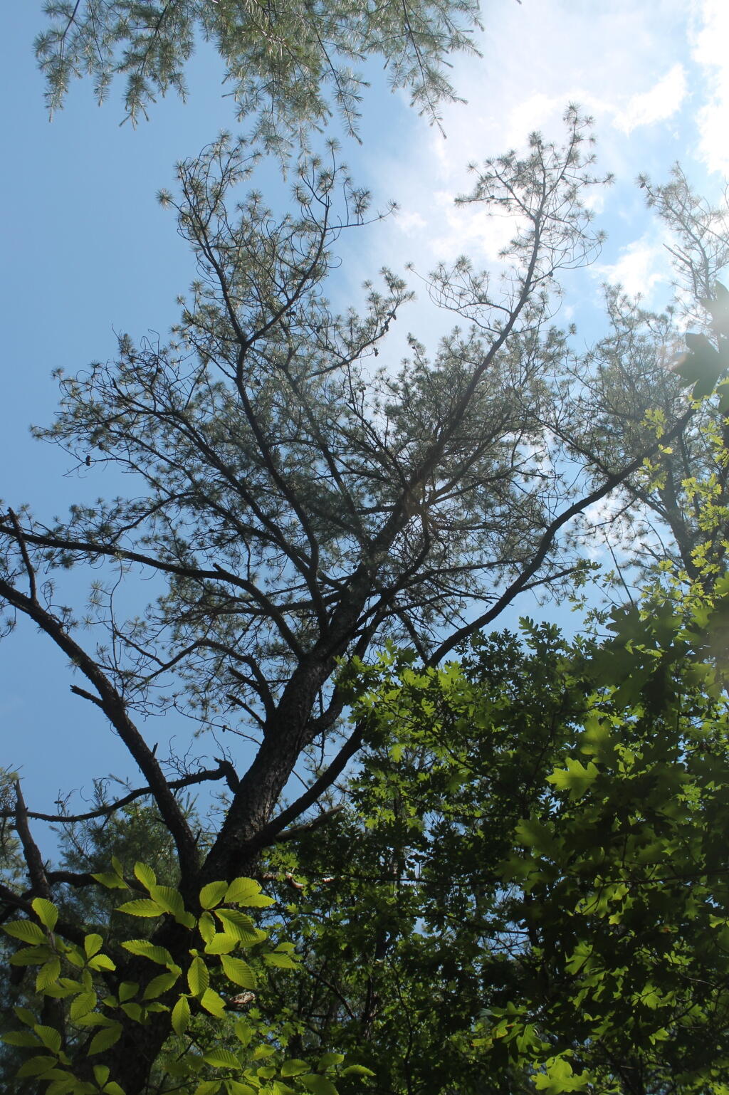 Photo: Lonely Pitch Pine
