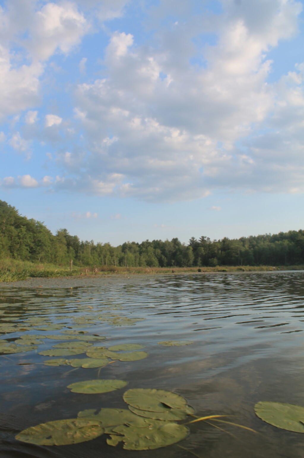 Photo: Pond Lillies Photo: Pond Lillies