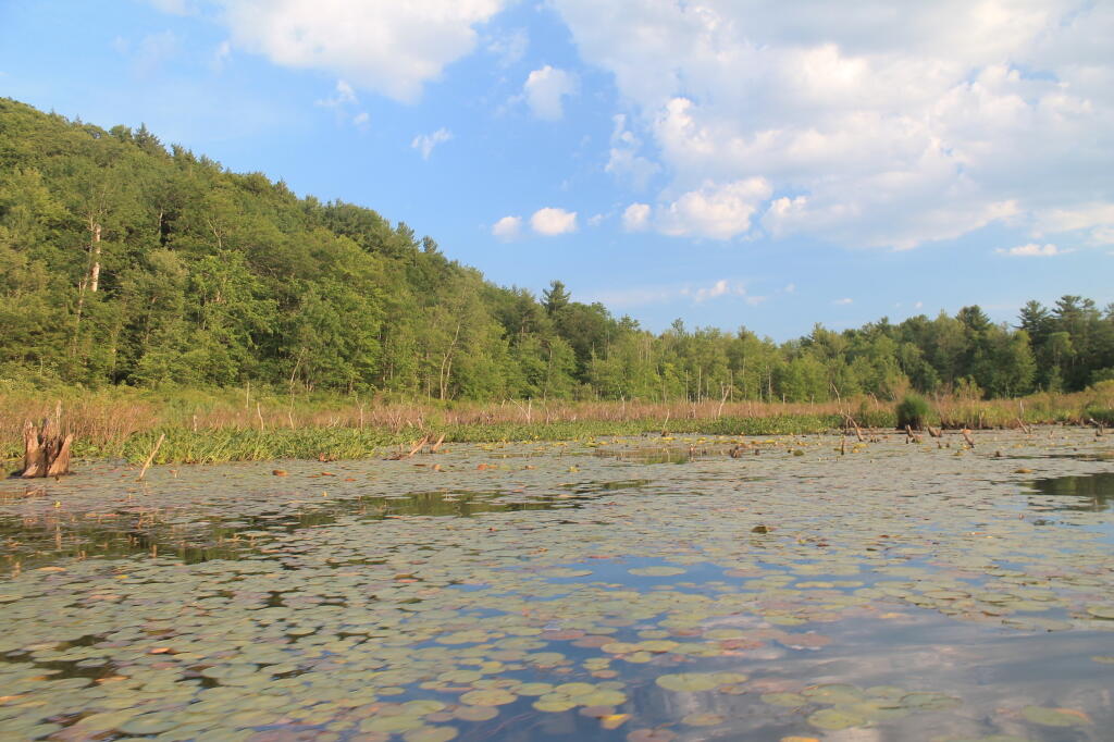 Photo: Wetlands