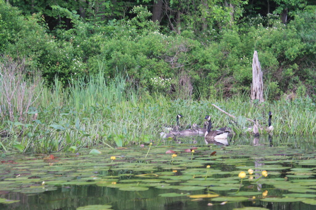 Photo: Geese on the Shoreline