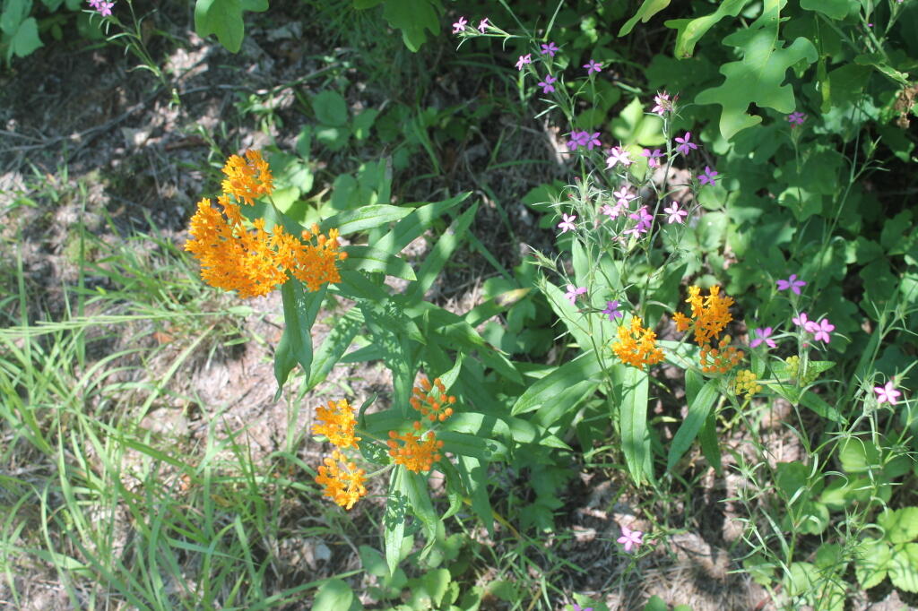 Photo: Wild Flowers Photo: Wild Flowers