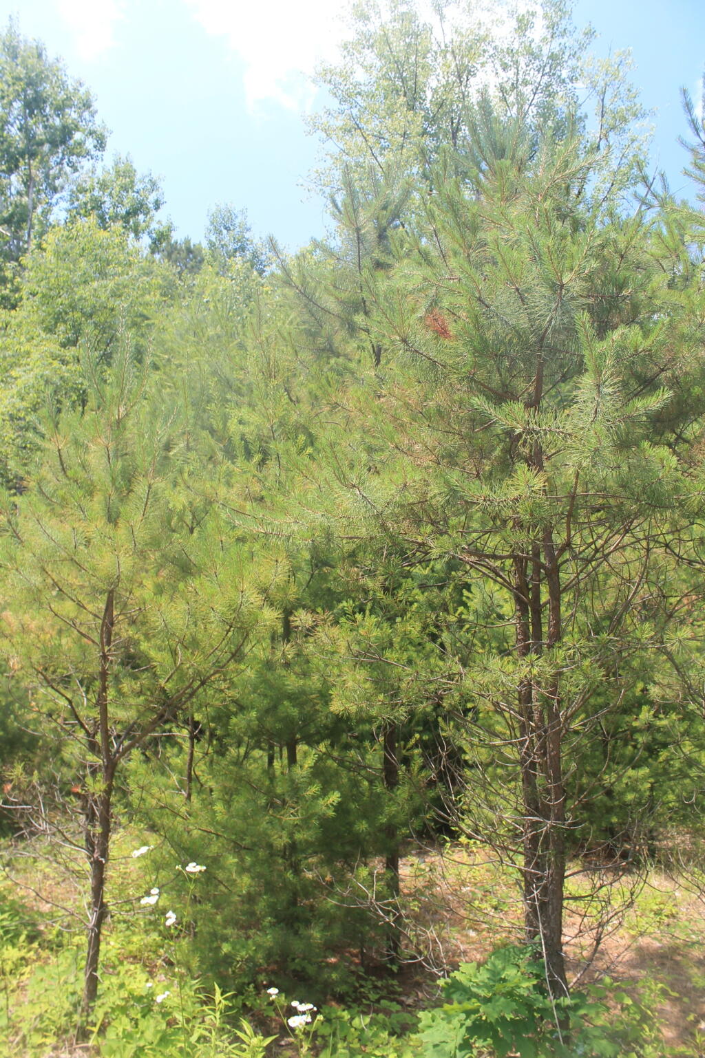 Photo: Newly Planted Pitch Pine