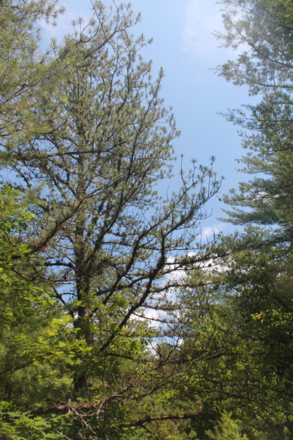 Photo: Mature Pitch Pine Along Trail Photo: Mature Pitch Pine Along Trail