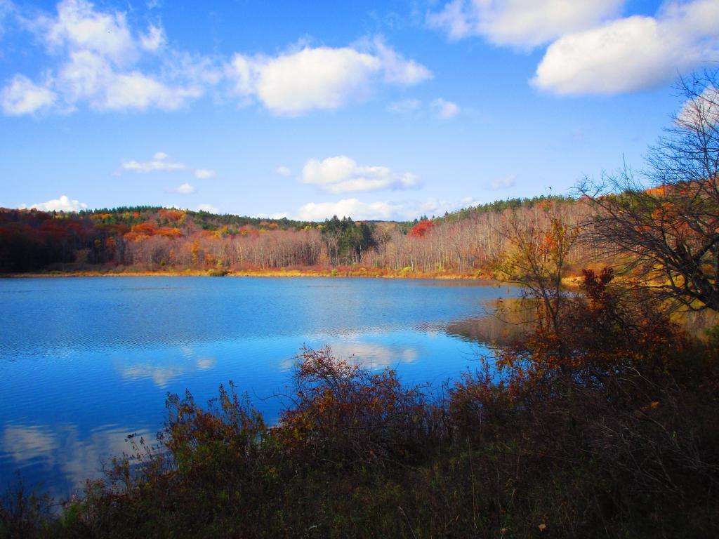 Photo: Myosotis Lake Photo: Myosotis Lake