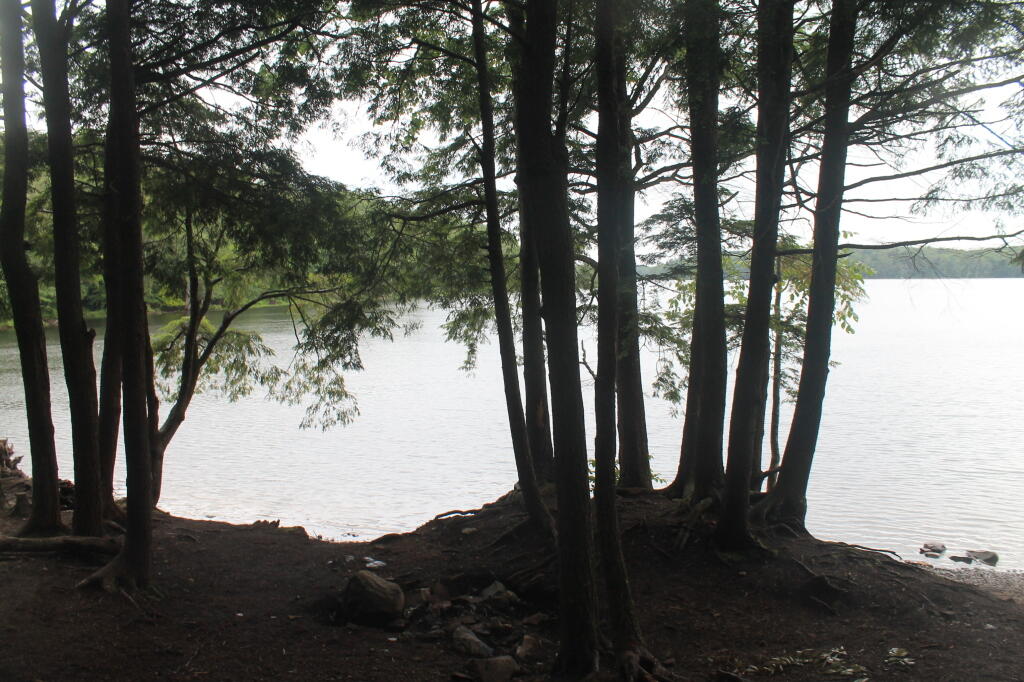 Photo: Trees Along Shoreline Photo: Trees Along Shoreline