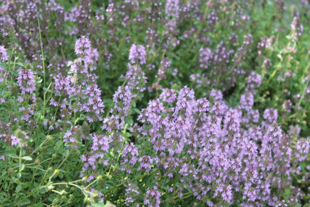 Photo: Wildflowers