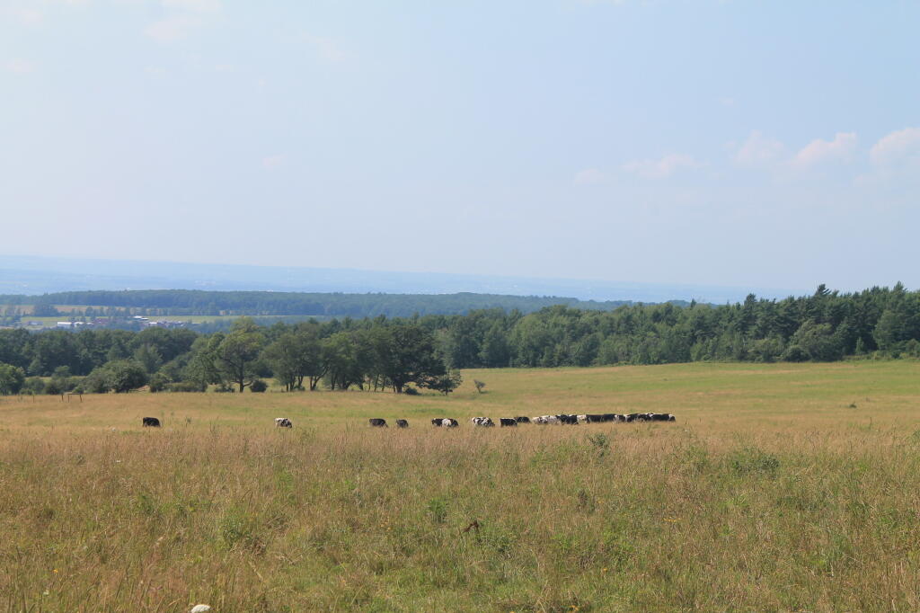 Photo: Dairy Cows Grazing Near Interloken Trail