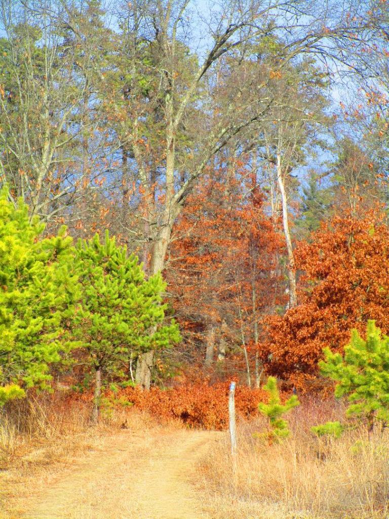 Photo: Trail