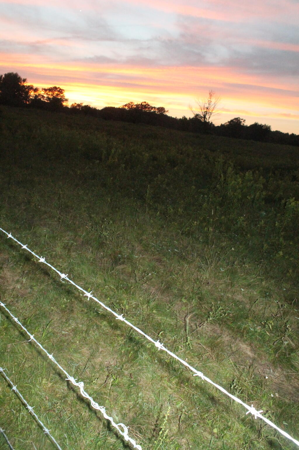 Photo: Barbed Wire