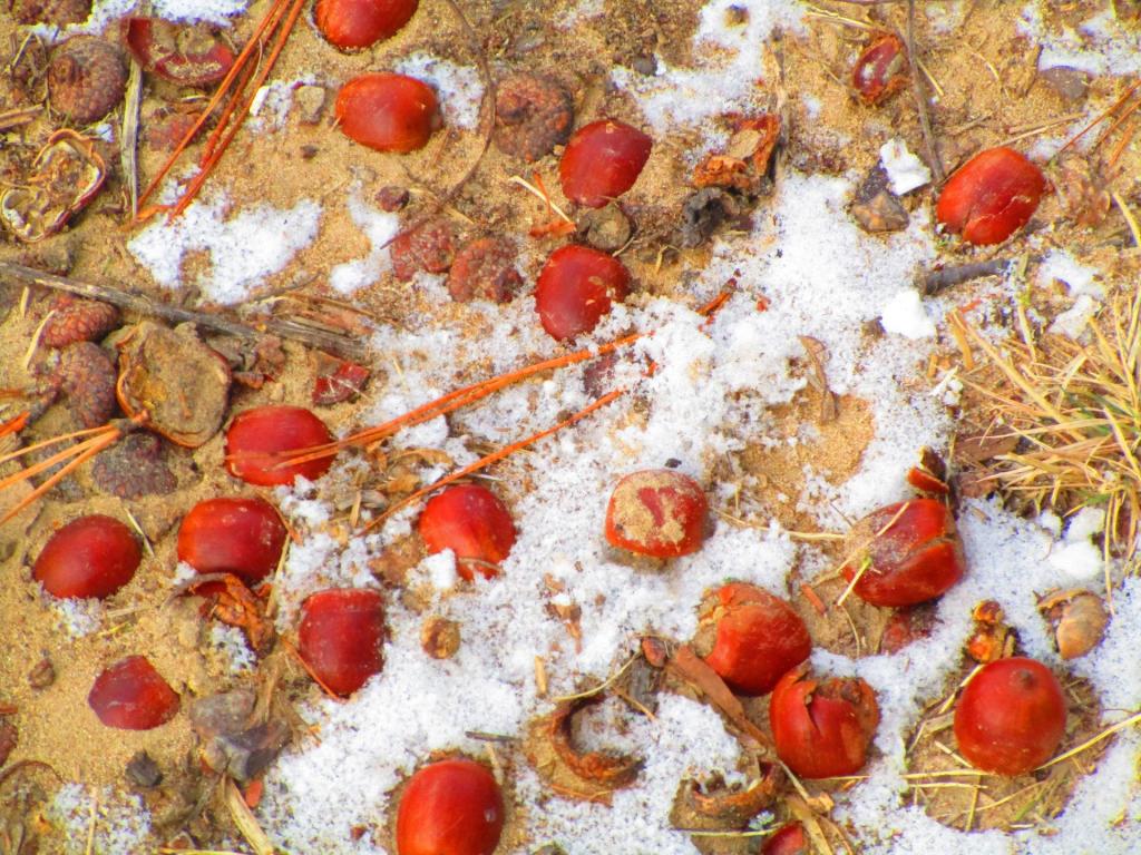 Photo: Lots of Acorns and Shells