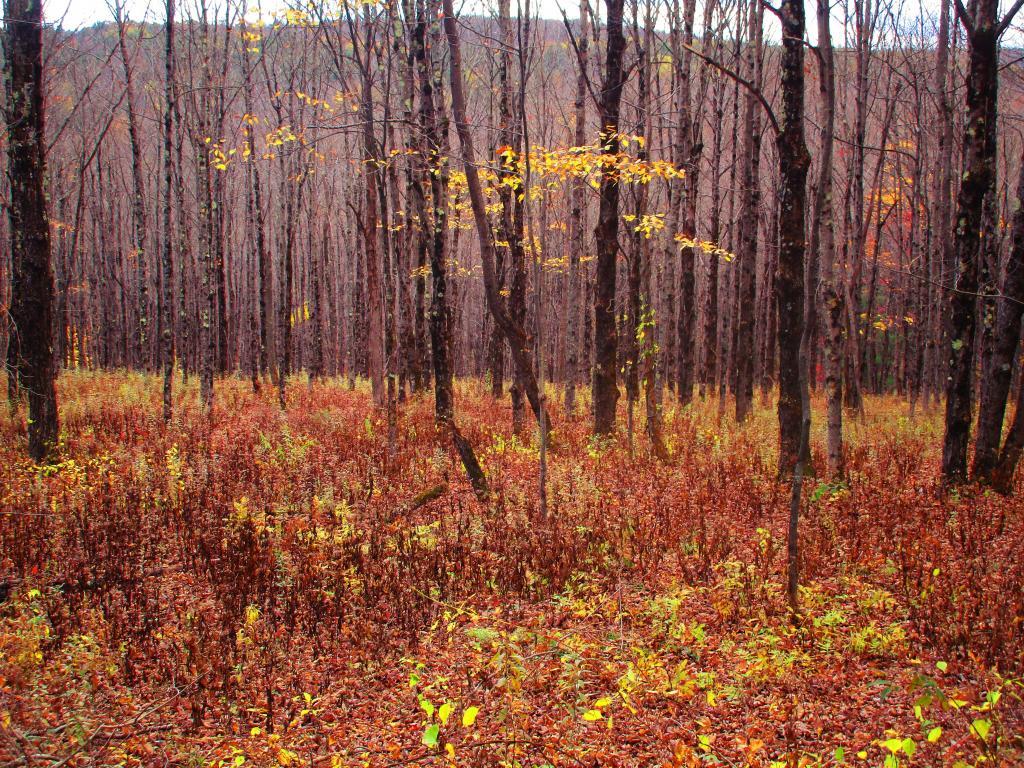Photo: Down in the Valley Photo: Down in the Valley