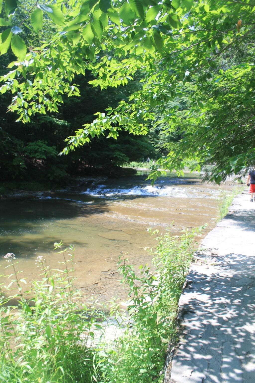 Photo: Edge of Enfield Creek