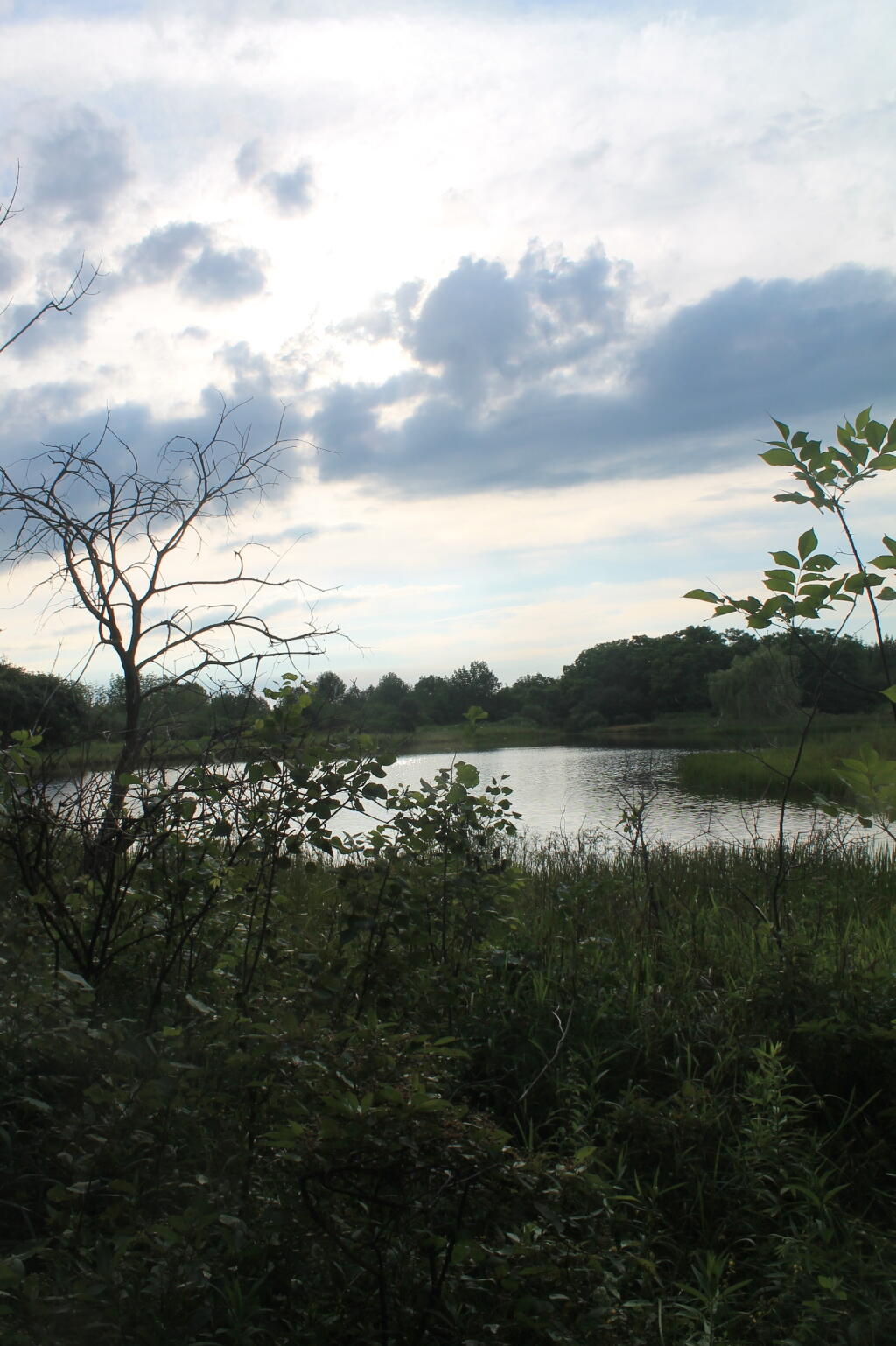 Photo: Foster Pond