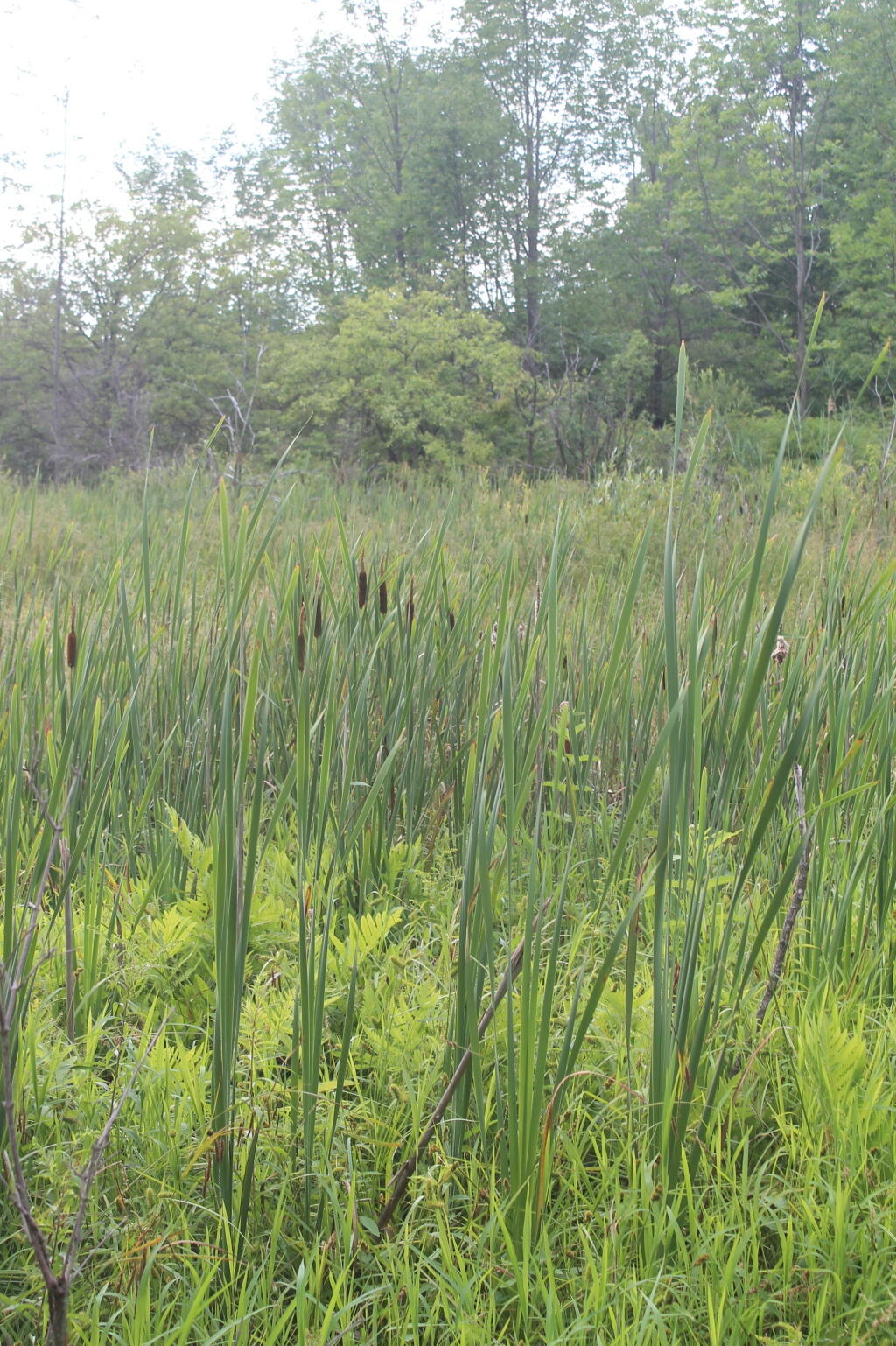 Photo: Reeds at Foster Podn