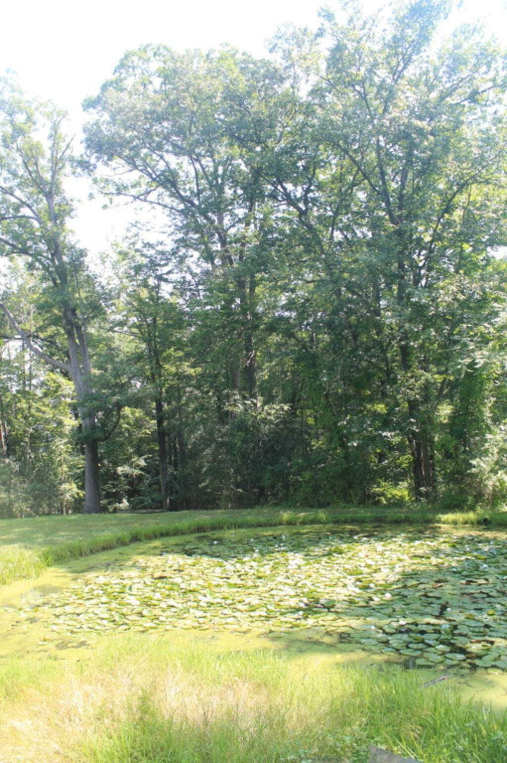 Photo: Lily Pond Photo: Lily Pond