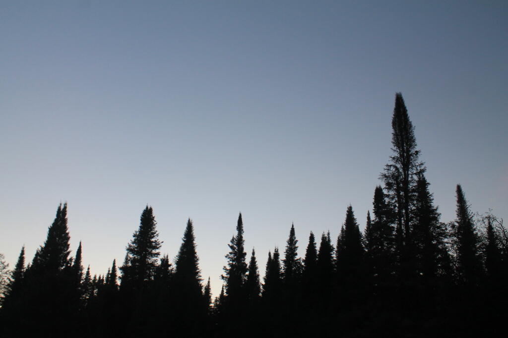 Photo: Old Growth Spruce at Dusk