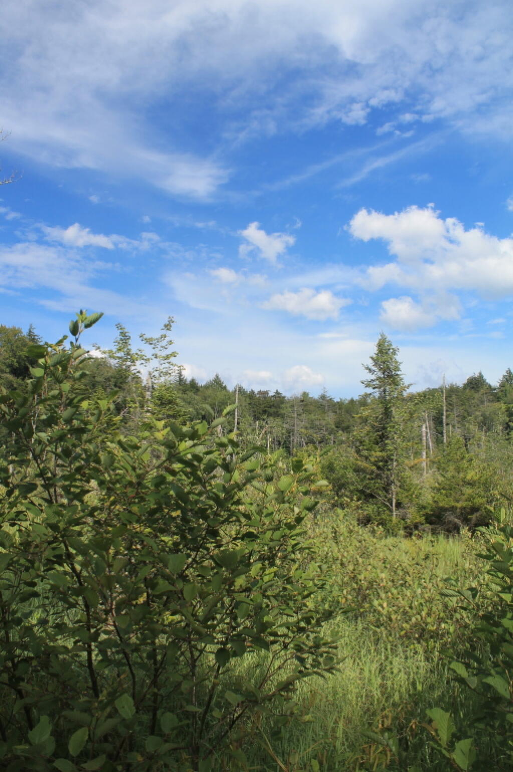 Photo: Marshland