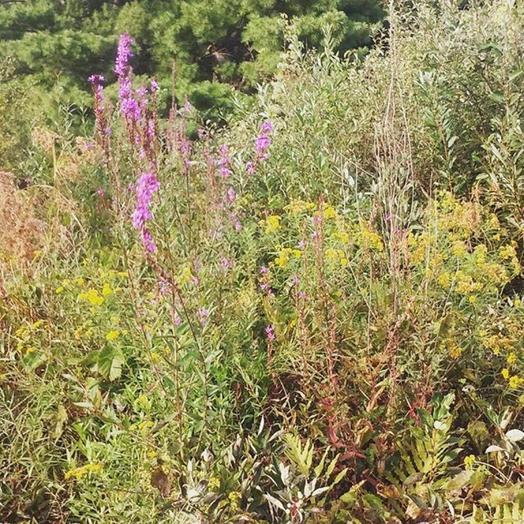 Photo: Colors of late summer