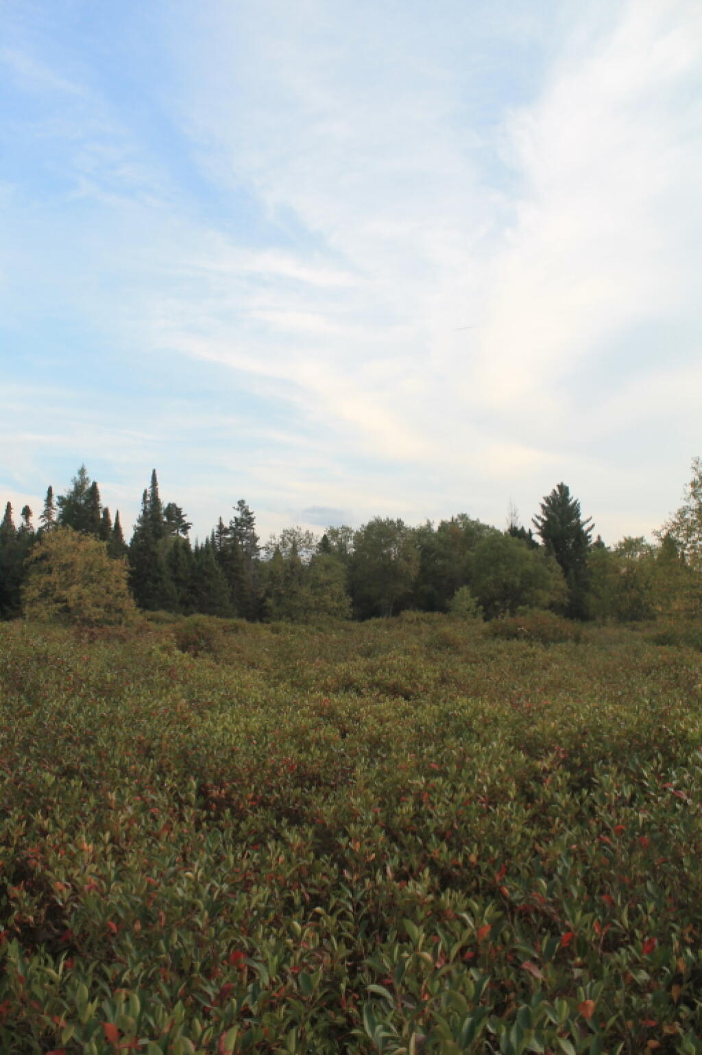 Photo: Blueberries Photo: Blueberries