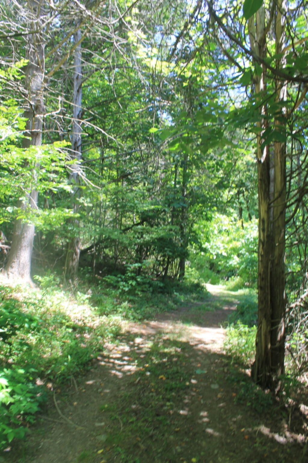 Photo: Long Path Follows Old Woods Road