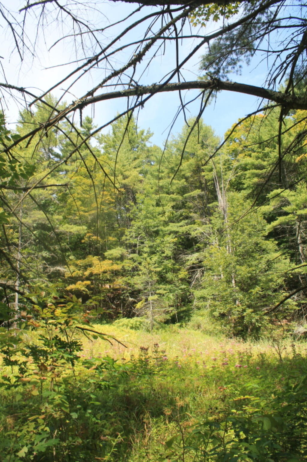 Photo: Old Meadow